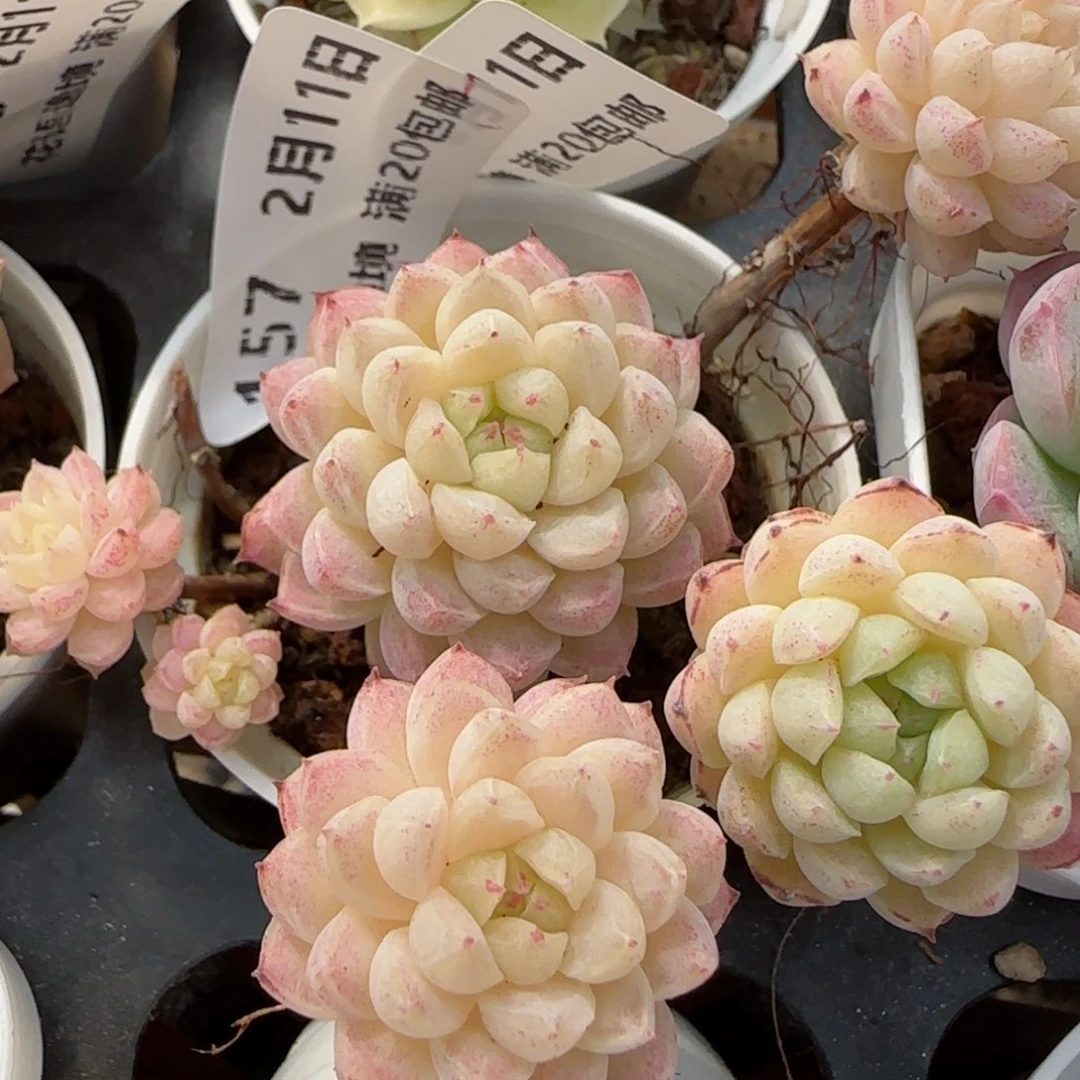 ?****花语逸境0211-157