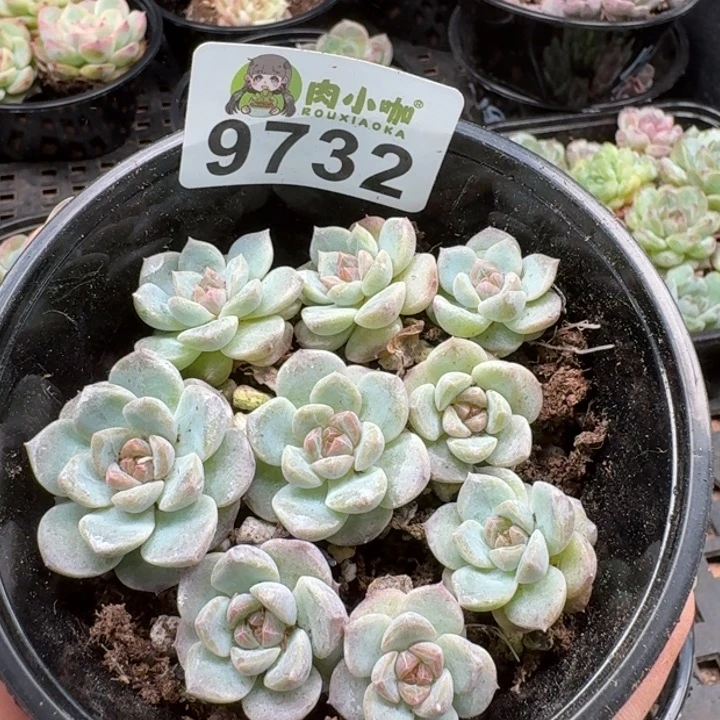当前无花朵，栽培后可花朵多肉植物多肉植物