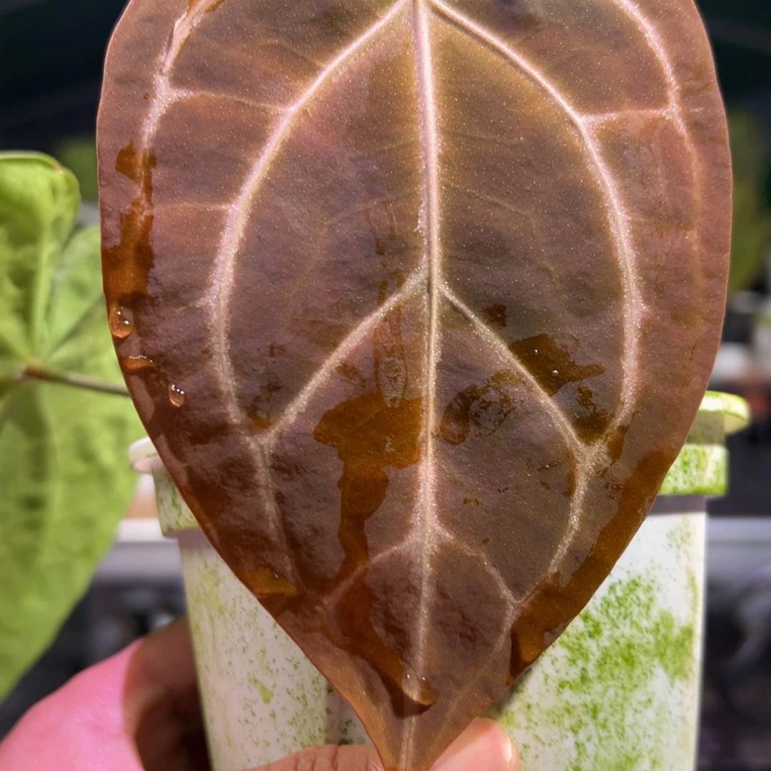 完全开放水晶*红水晶