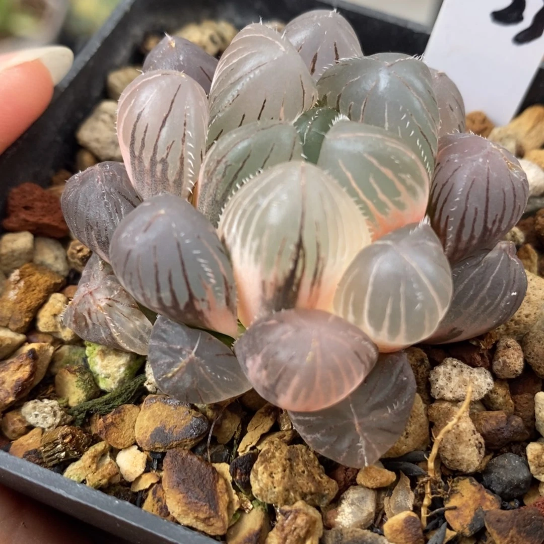 23紫镜玉露锦一物一拍