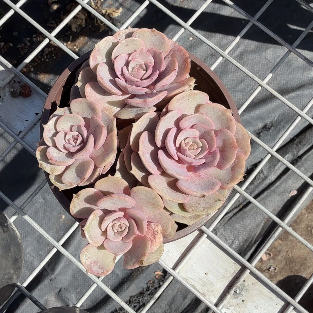 粉蝶多肉植物精品
