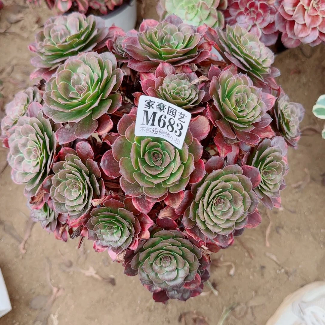 683发师多肉植物冠幅30