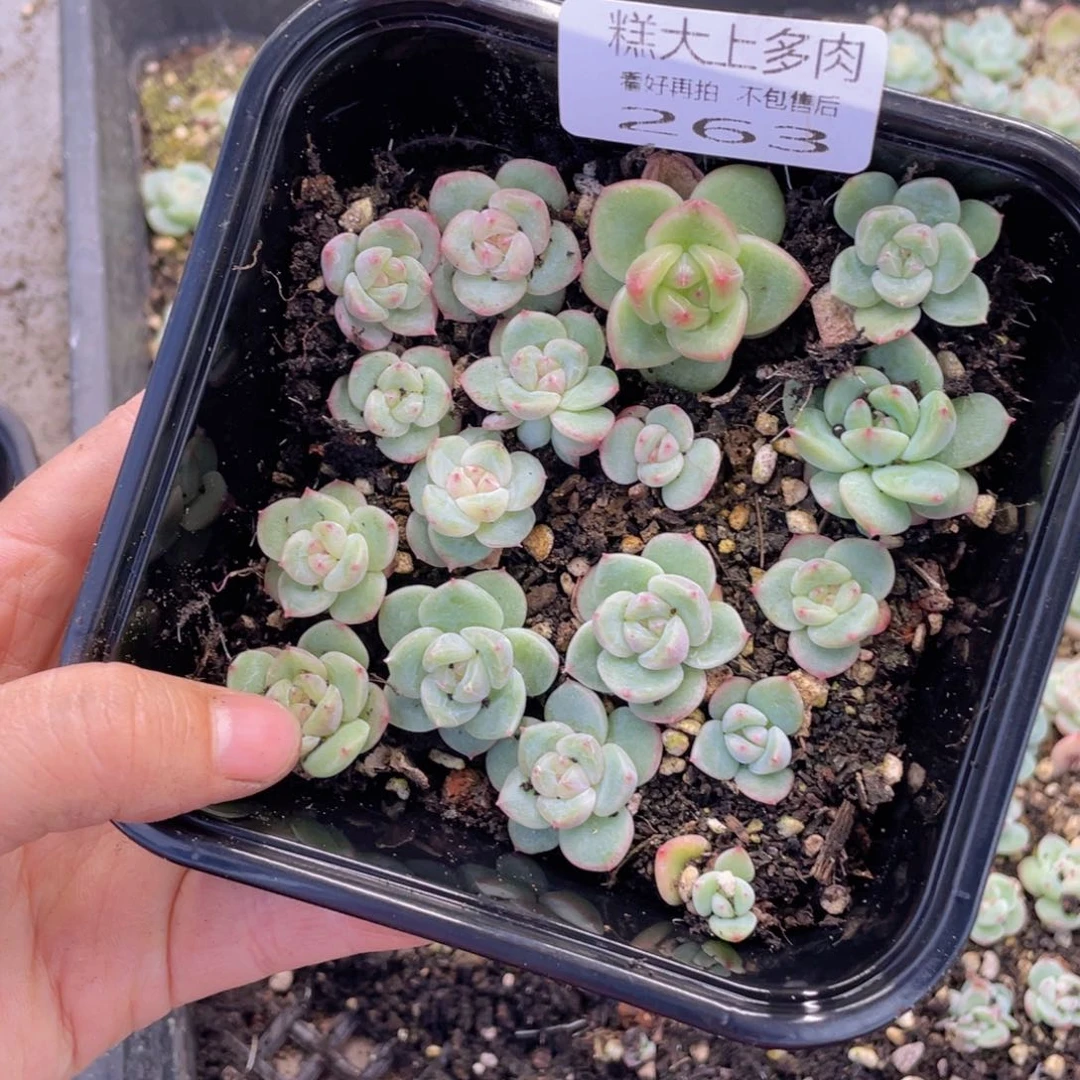 糕大上多肉植物263