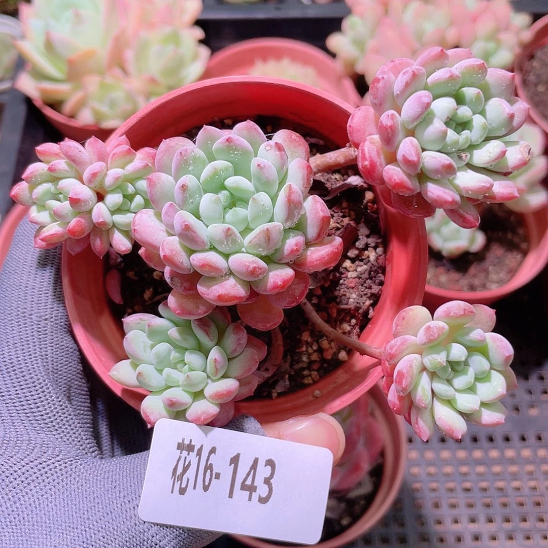 花利美16-143珍珠豆