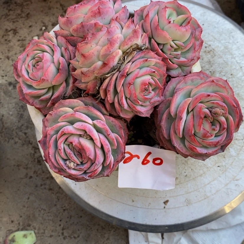【闪购商品】L**夏多肉植物