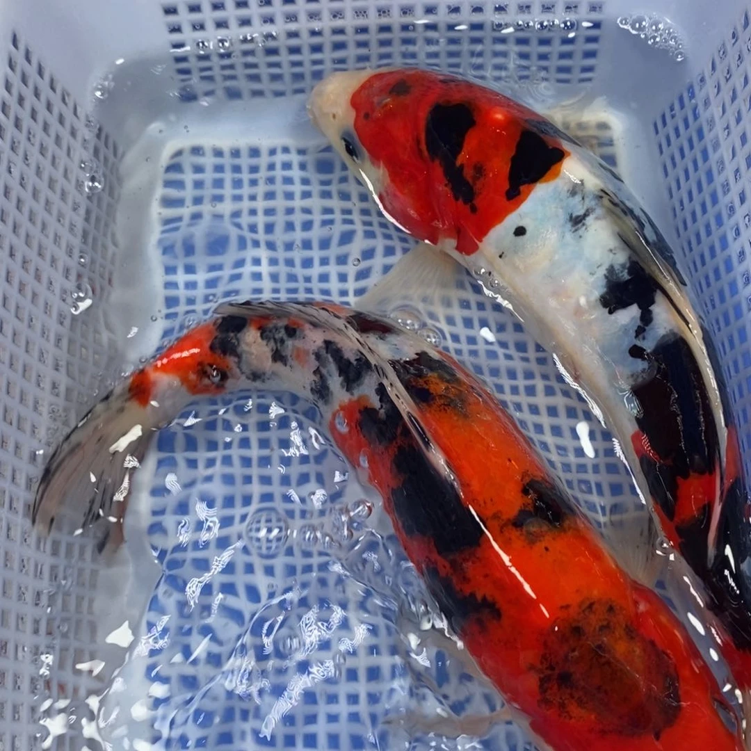 锦鲤冷水锦鲤包邮