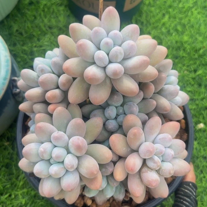 汤圆群生多肉植物