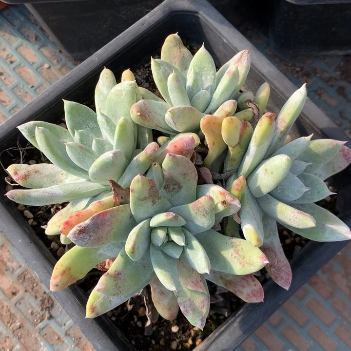 拇指，多肉植物啦啦啦啦啦