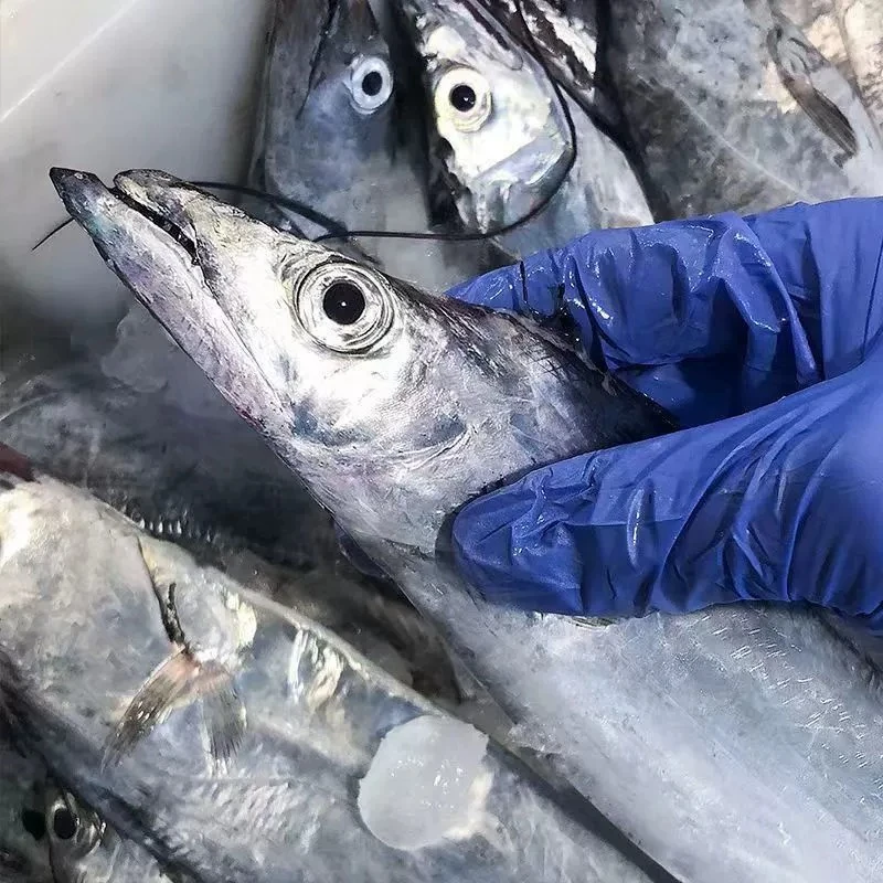 【整条带】黄海小眼油带鱼整条速冻发货 单条独立包装4.8斤 9-12条