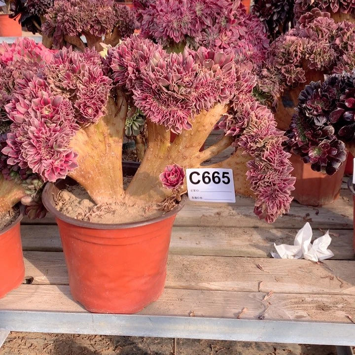 665粉女巫缀多肉法师