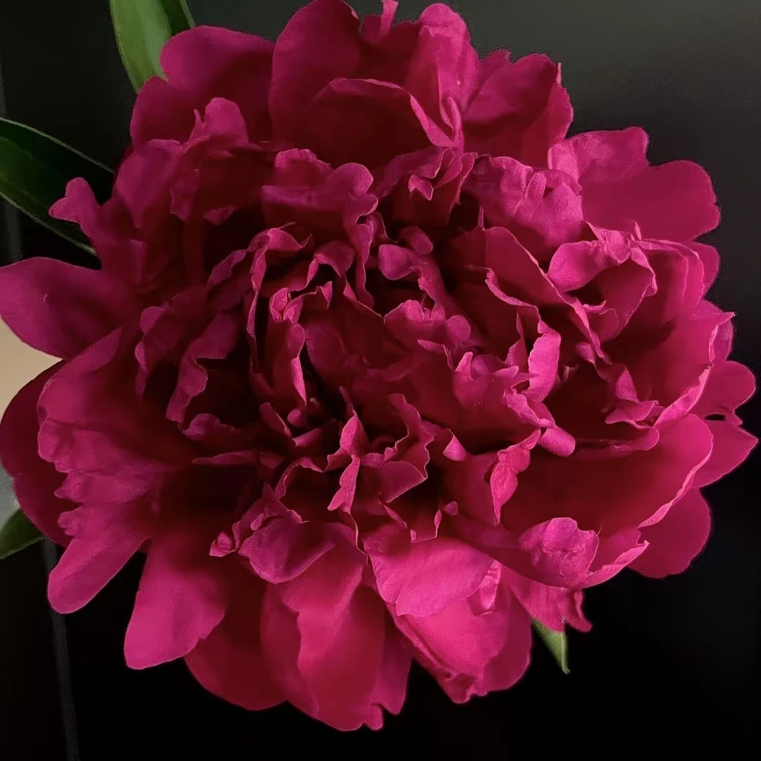 【保罗】2到3芽 芍药花苗,耐寒耐旱。送肥料