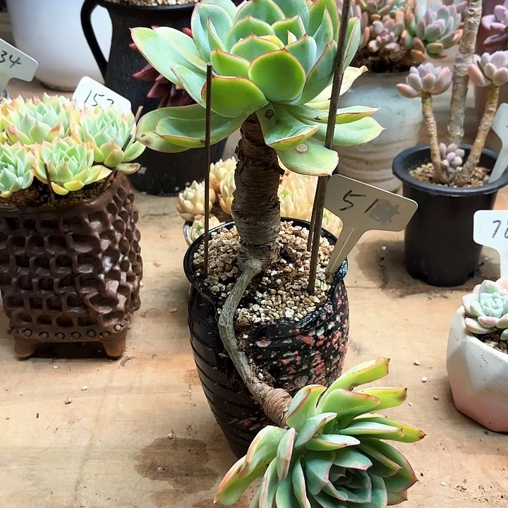 多肉植物，晨露51号