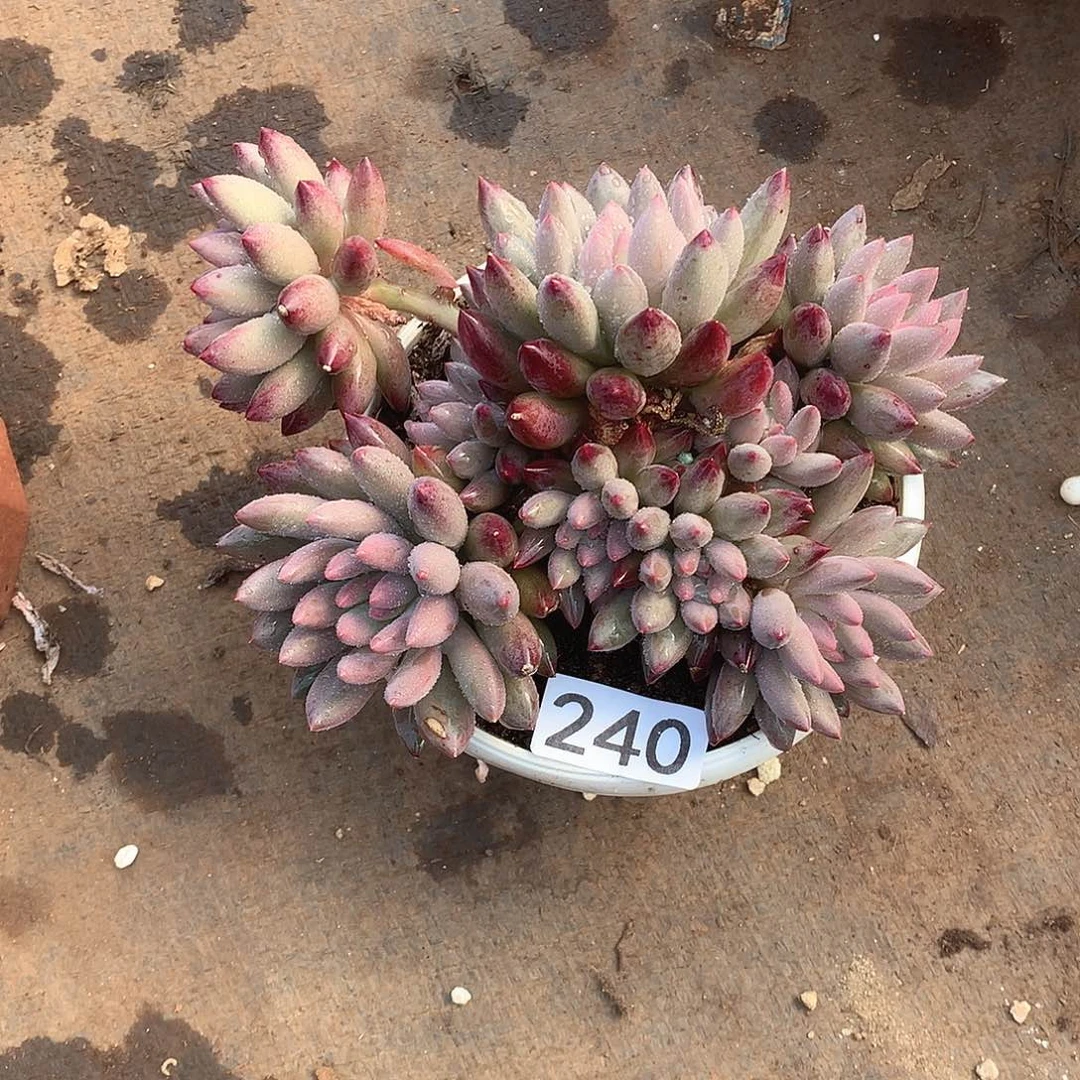 240 一物一拍多肉