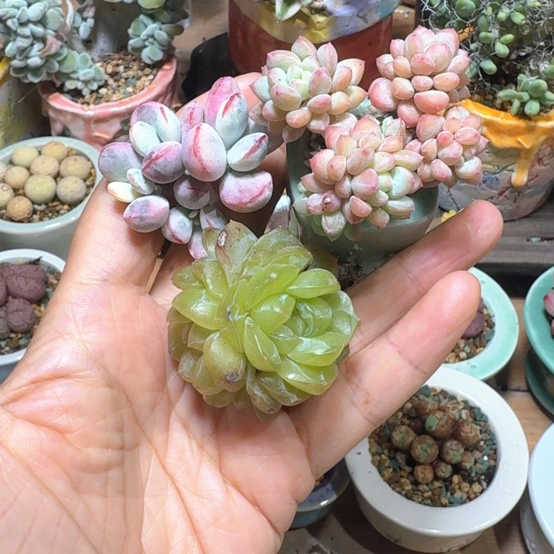 桃*?多肉含盆土30远包邮➗偏远地区