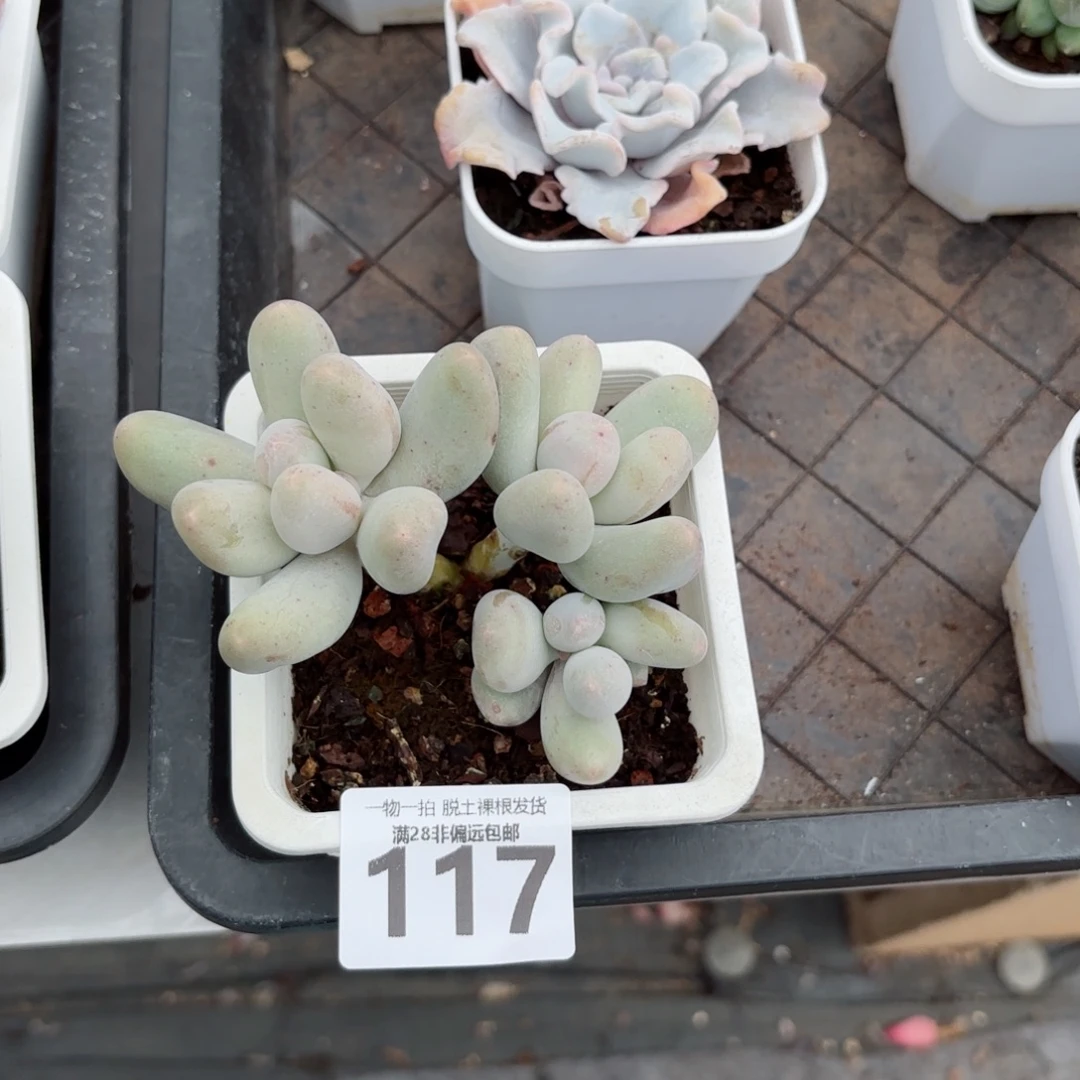 米可奶无盆土发货