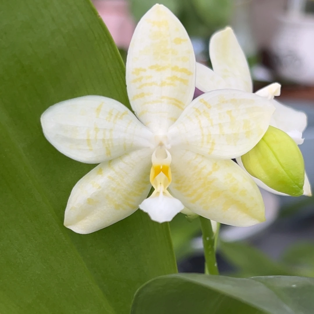 完全开放123号开花株