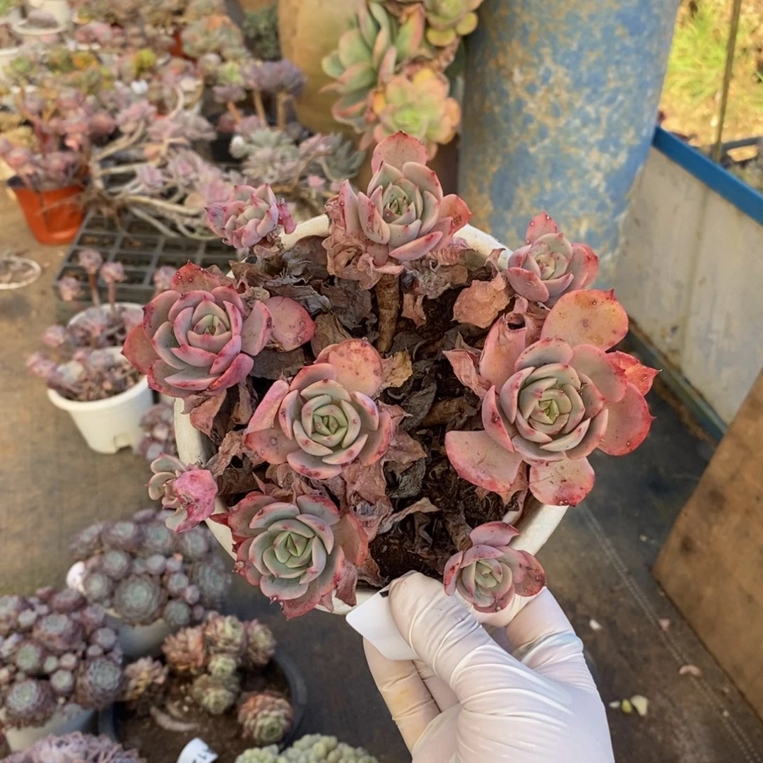 122白雪公主一物一拍