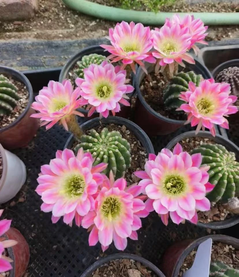 调色板带柱子仙人球植物漳州基地直发货 新手好养 室内外