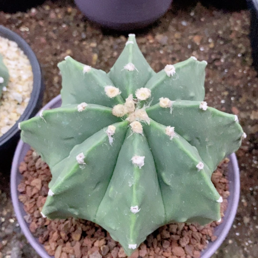 仙人球鸾凤玉11.5厘米实生