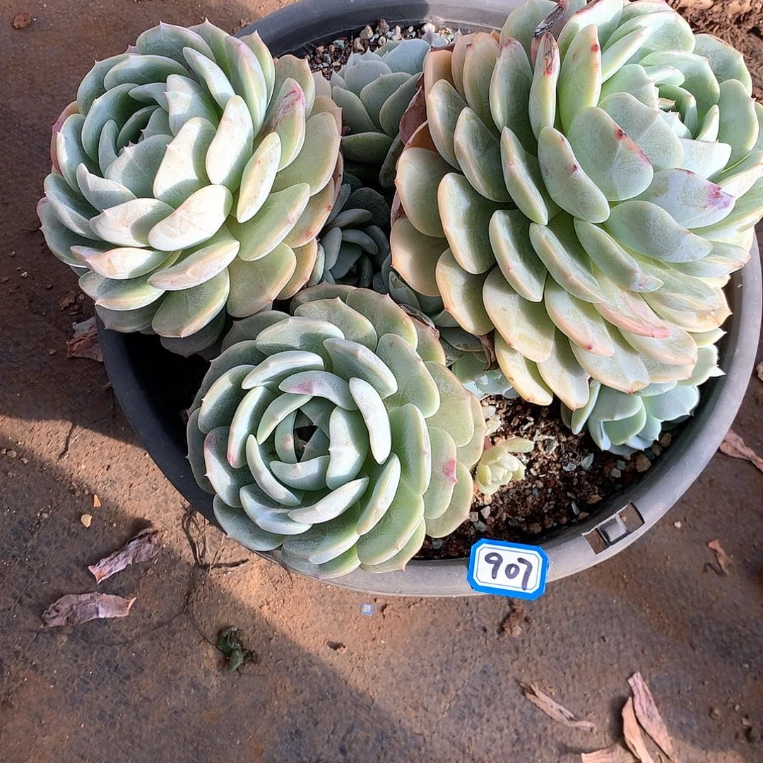 907老林 一物一拍多肉