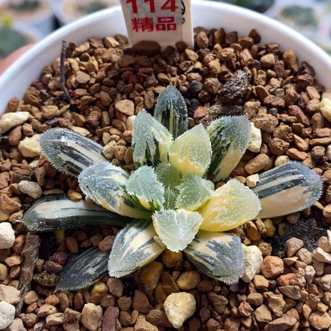 114白帝城十二卷多肉植物