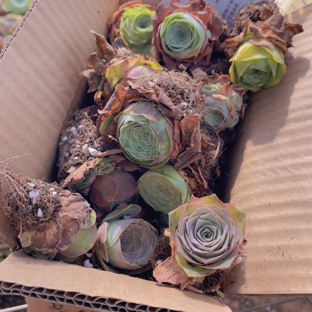 保底三十颗量拍➕花篮