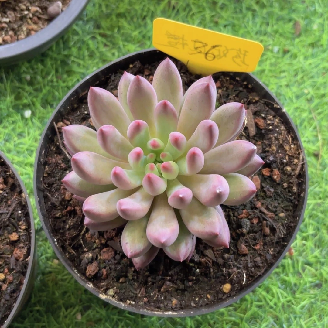 云南金致家精品多肉