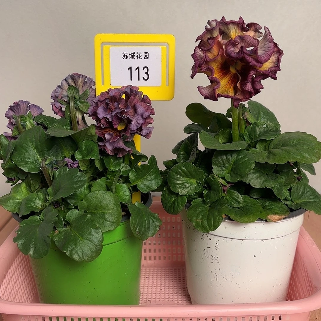 大部分开放少量花苞113