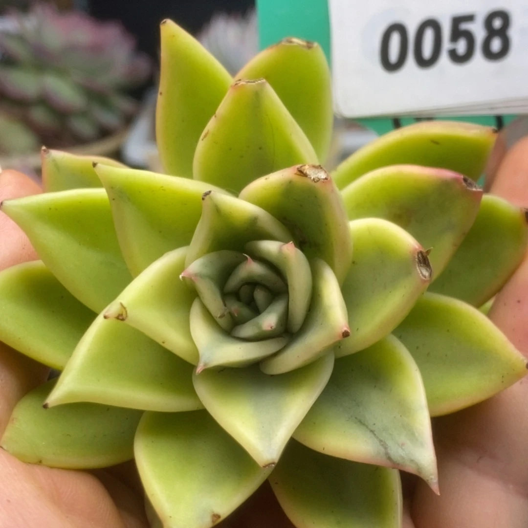 058藏宝图侧芽锦锦锦锦锦锦锦