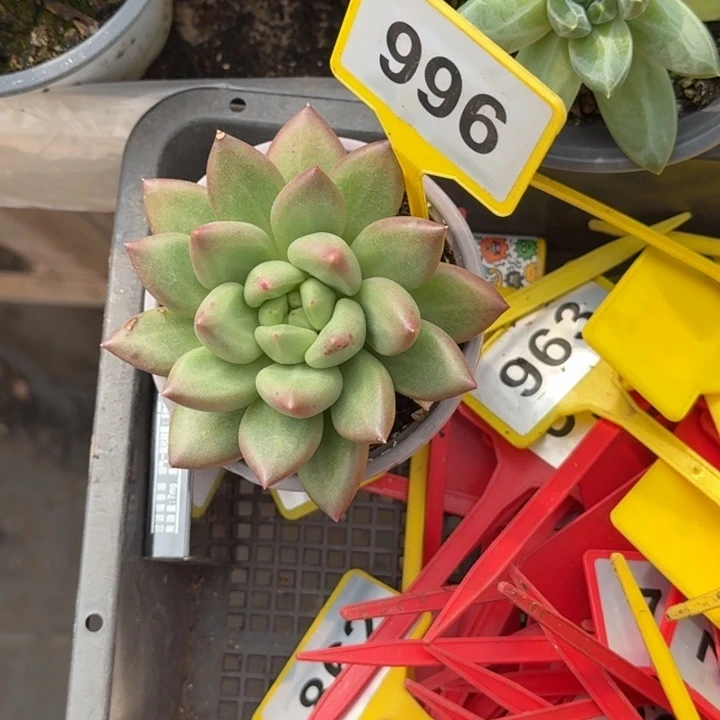 多肉植物米其林996