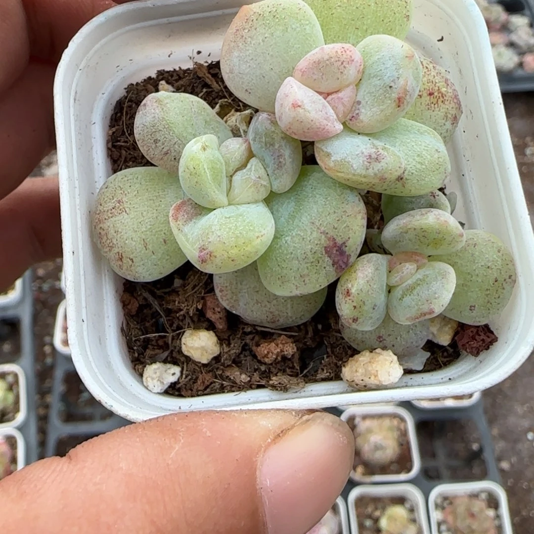 小卡拉米糖心一物一拍