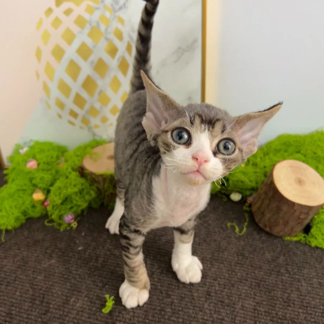 【阿波罗家】海伦-虎斑加白猫咪