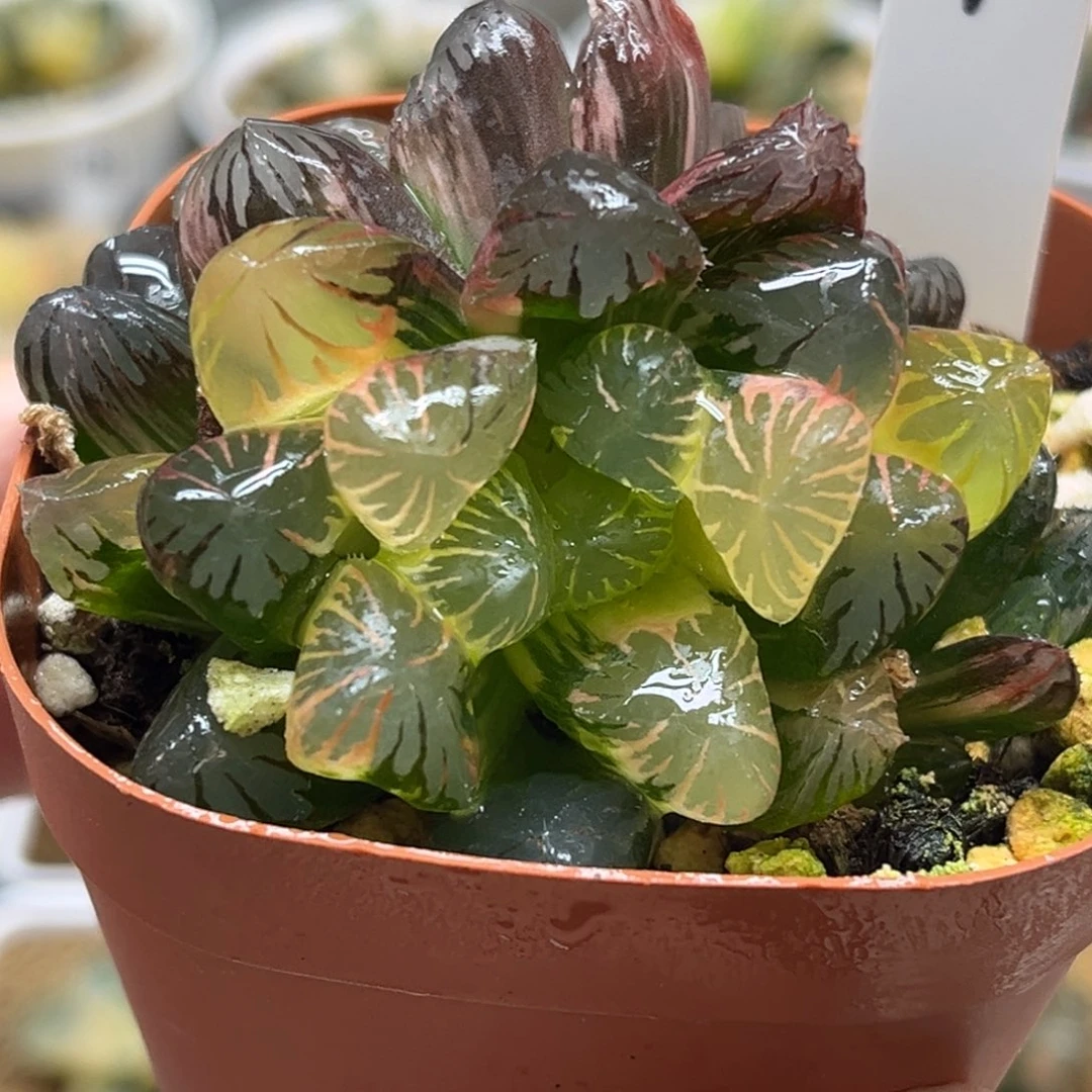 1群生N1关东大紫冰灯玉露锦福利专场