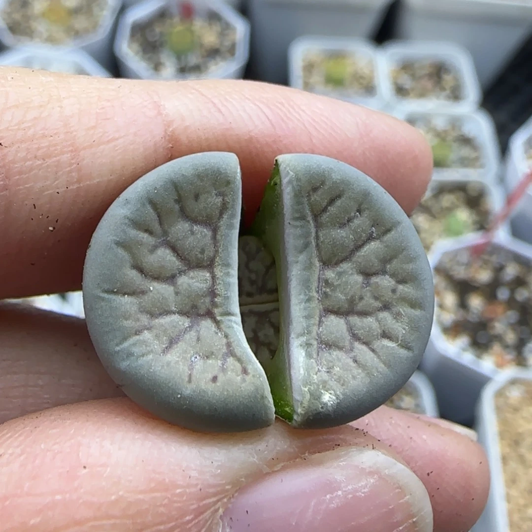 833开播福利一颗30包邮