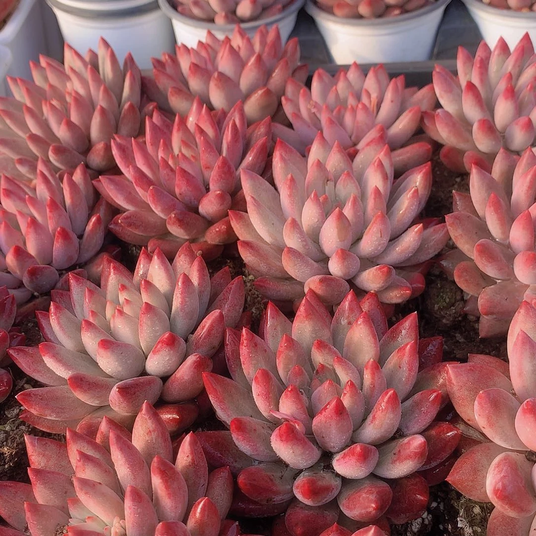 单头超红体虞美人356788999