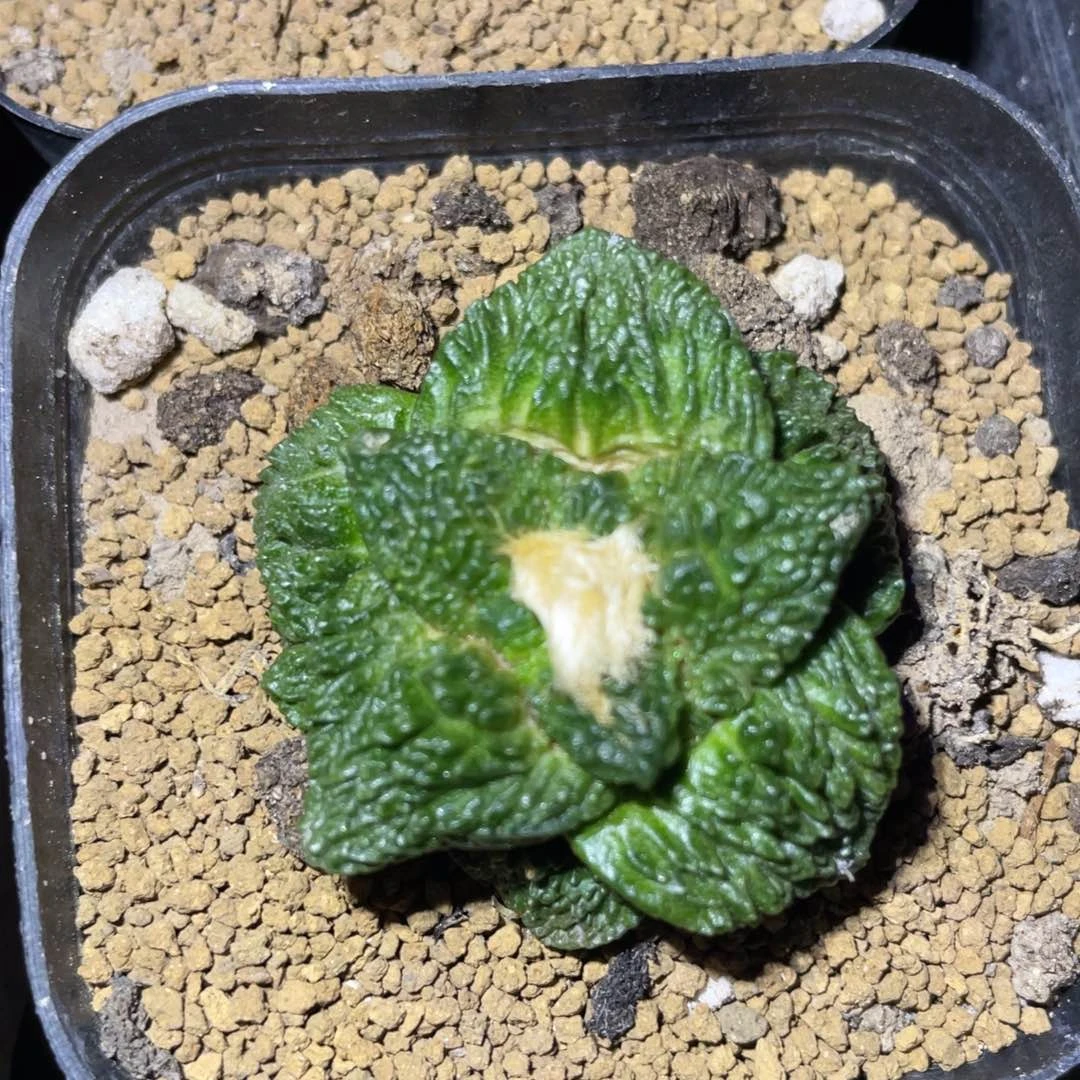 全部花朵自根哥斯拉牡丹0006