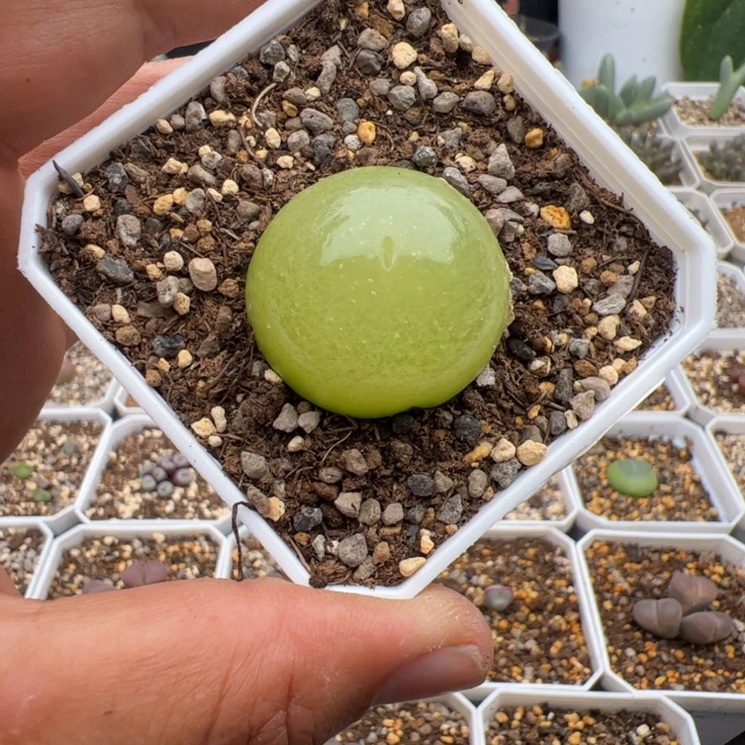 9.29大灯泡3.3多肉植物104