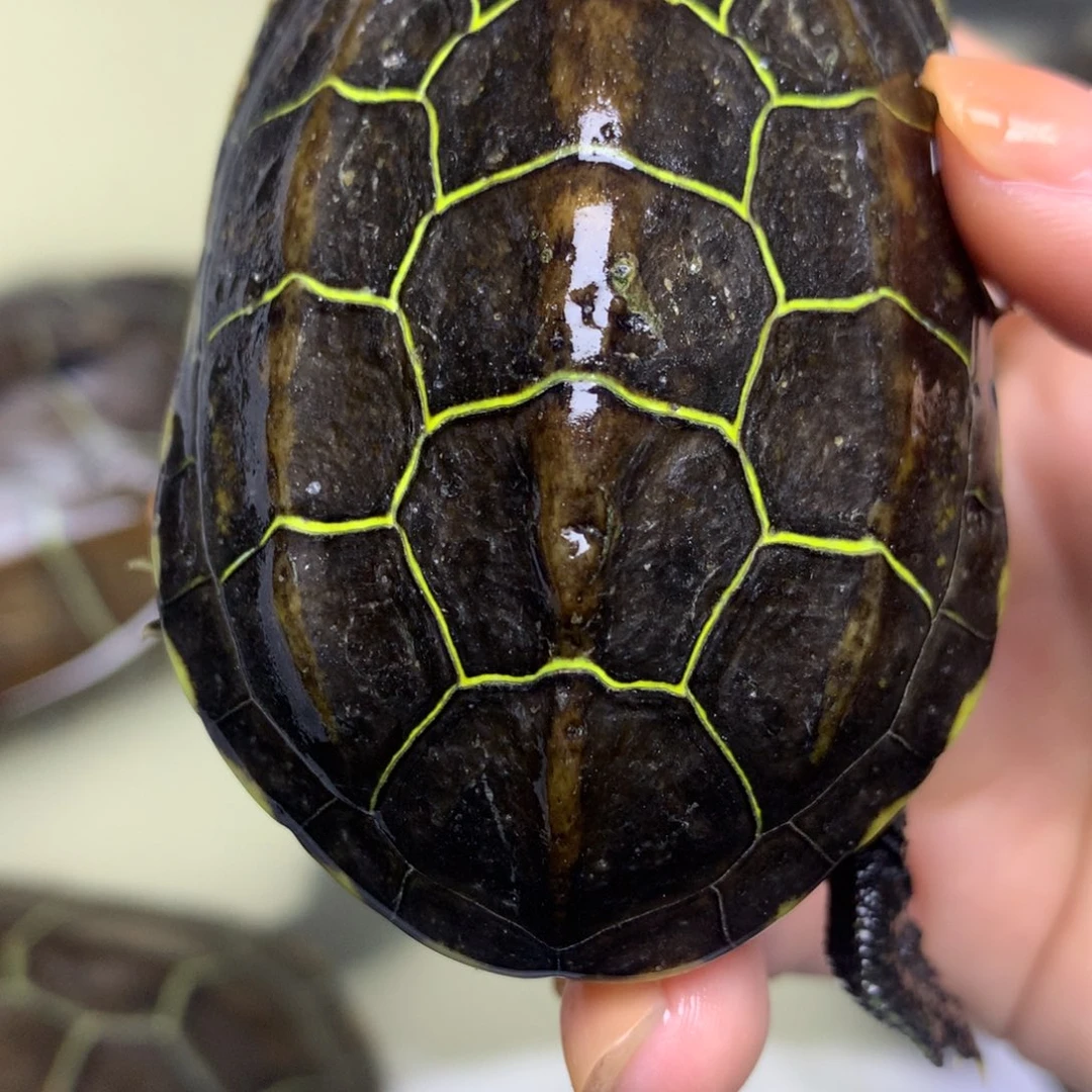 绿毛龟母中华草龟不分公母