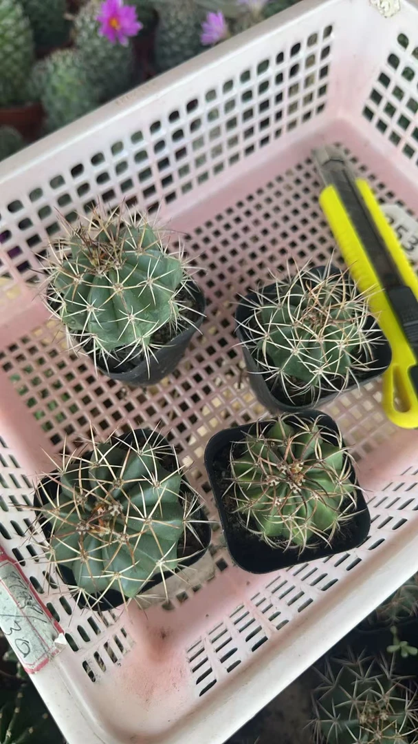 满十八包邮【4棵不同云球】