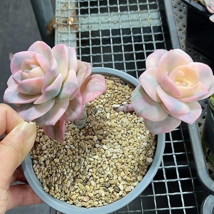 可爱玫瑰彩锦双头