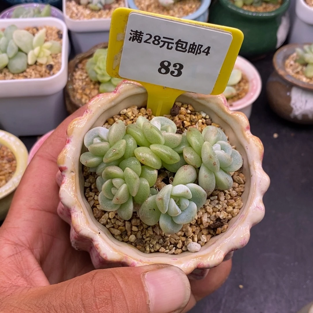 芯***.483冰玉石化群多肉……