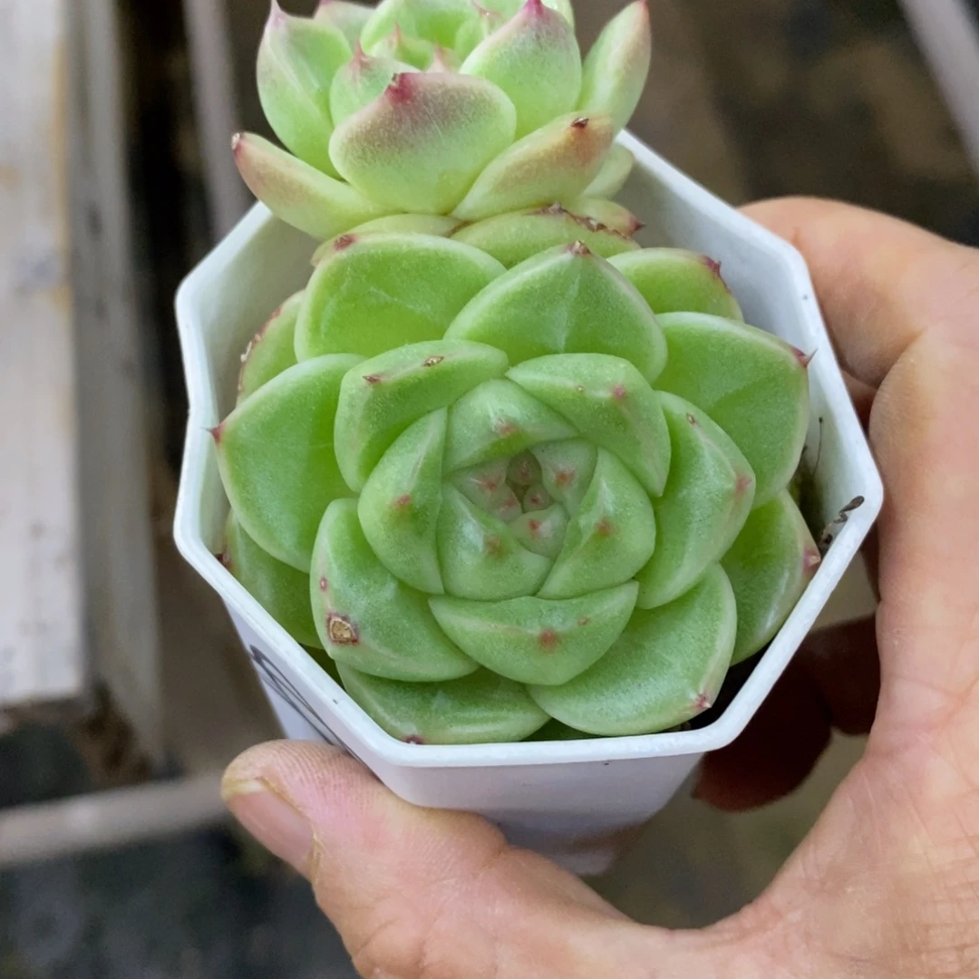 精品多肉一物一拍不包整192