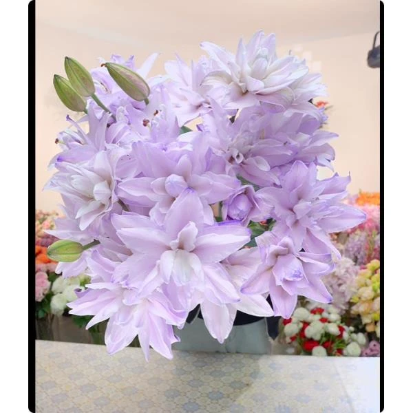 多头紫雾幻影吸色重瓣百合-以直播间展示为准