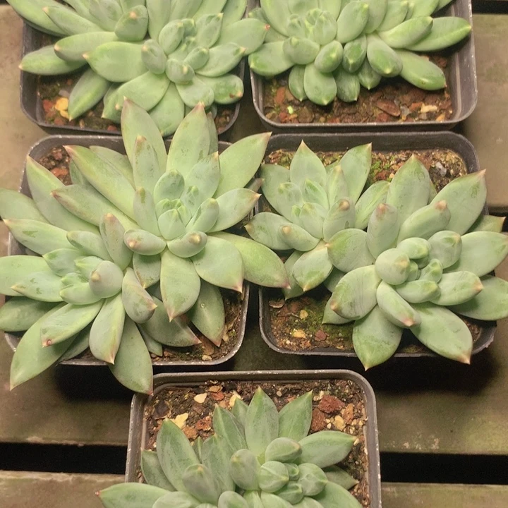 t148美人双头多个体