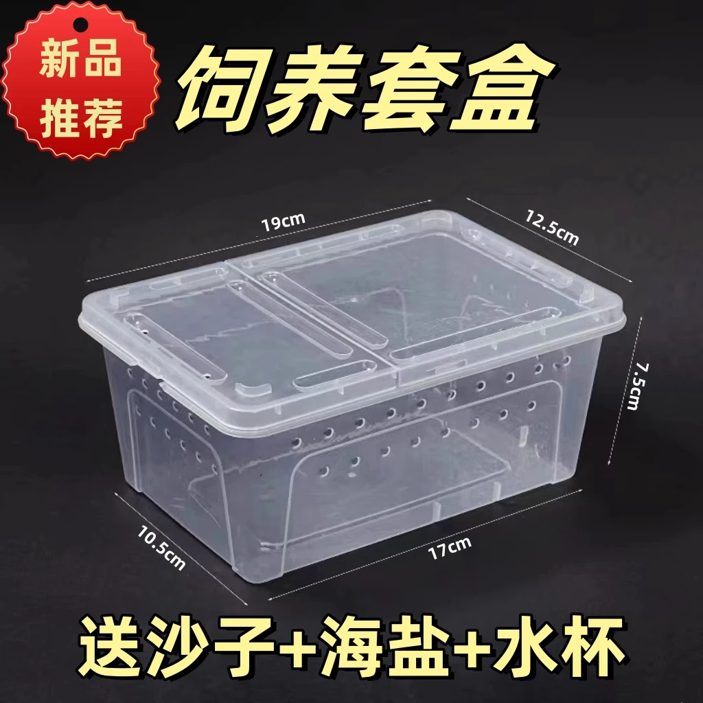 白色高级感透明透气饲养盒