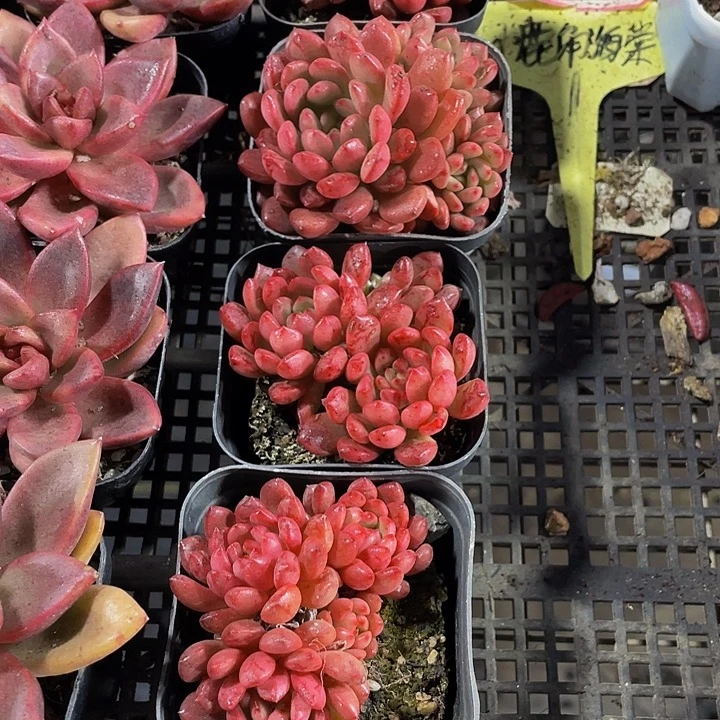 红宝石群带盆土发