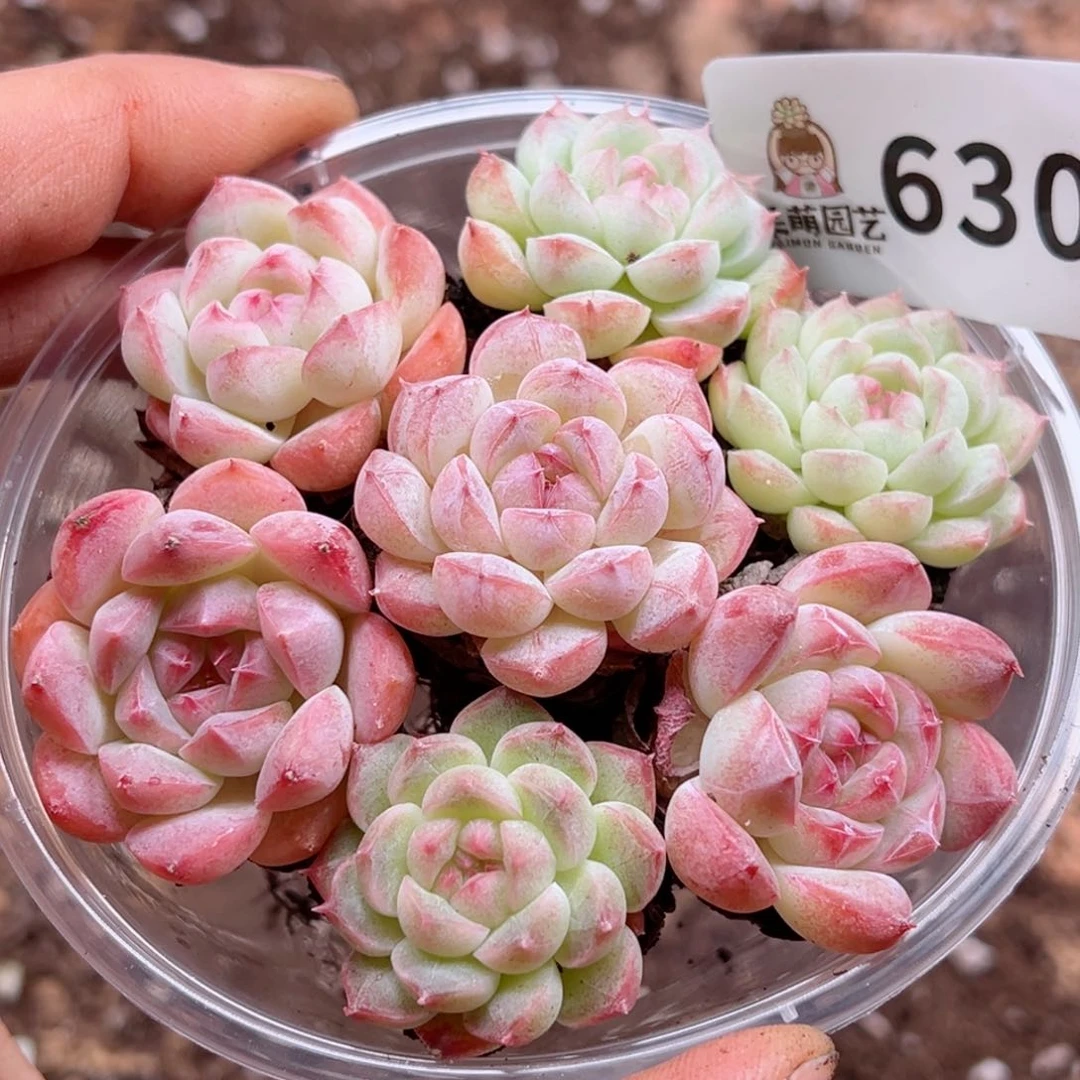 多肉植物多肉植物