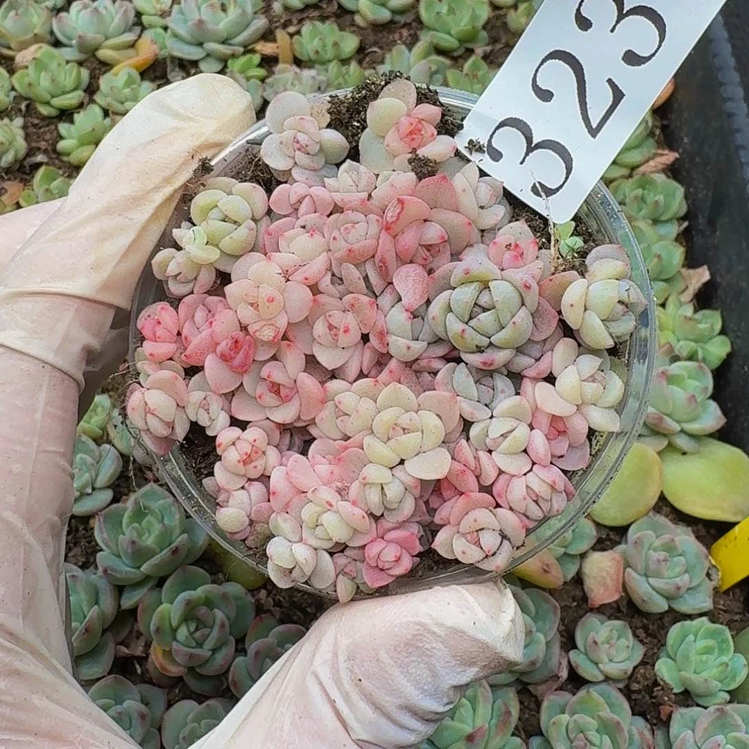 茨****制多肉植物多肉植物323