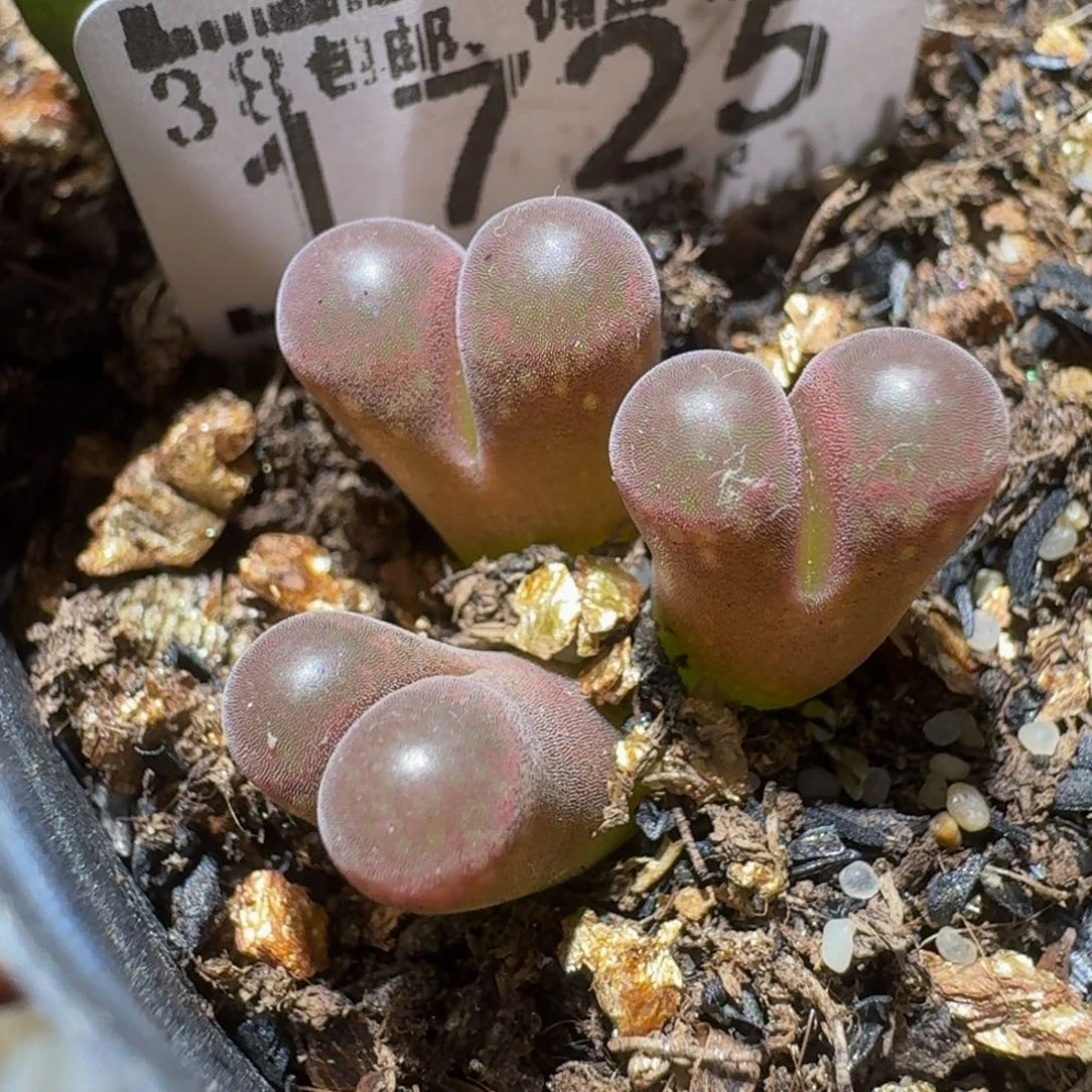 ？***Ssss精品生石花1725
