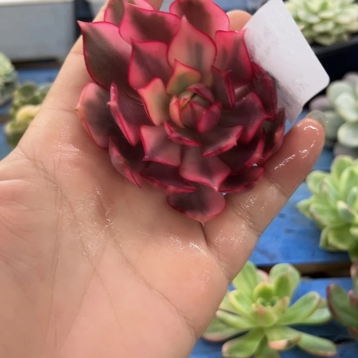 98红宝莲灯锦炸了炸了